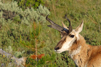 Male pronghorn antelope, Yellowstone National Park, Wyoming