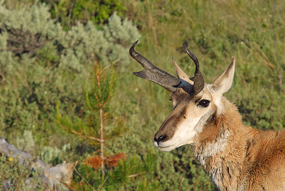 Male pronghorn antelope, Yellowstone National Park, Wyoming