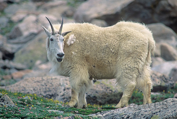 Female mountain goat (nanny), Mount Evans, Colorado