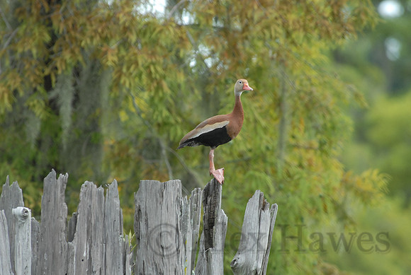 Black-bellied whistling duck, Atchafalaya Swamp, Breaux Bridge, Louisiana
