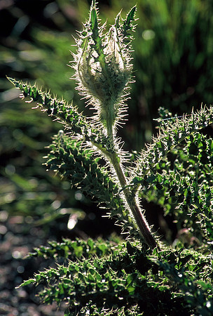 Alpine thistle, Rocky Mountain National Park, Colorado