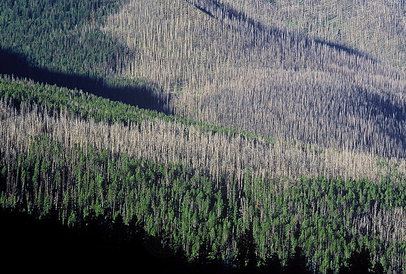 Evidence of 1988 fire, Yellowstone National Park, Wyoming