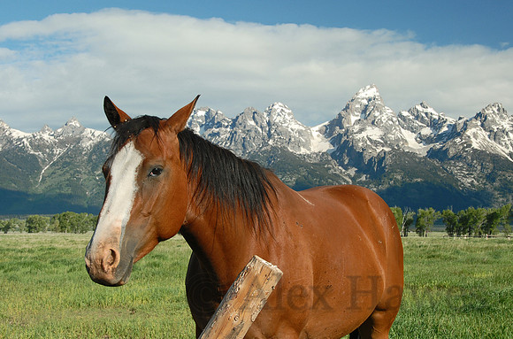 Horse in Antelope Flats, Grand Teton National Park, Wyoming