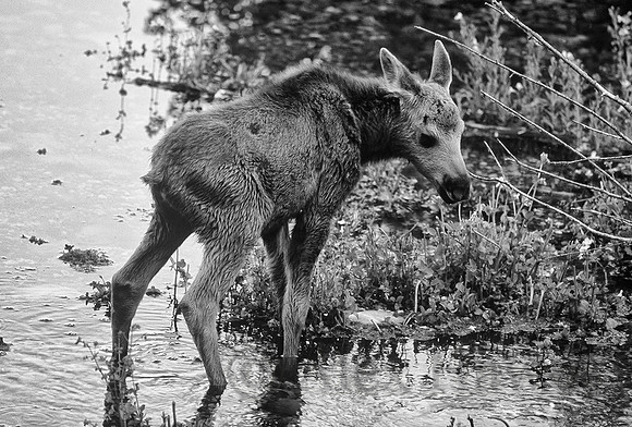 Moose calf, Grand Teton National Park, Wyoming