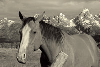 Horse in Antelope Flats, Grand Teton National Park, Wyoming