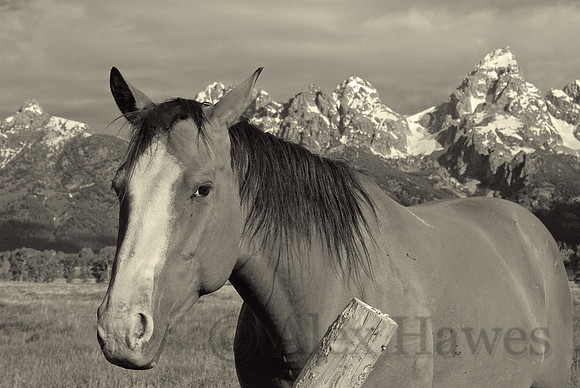 Horse in Antelope Flats, Grand Teton National Park, Wyoming