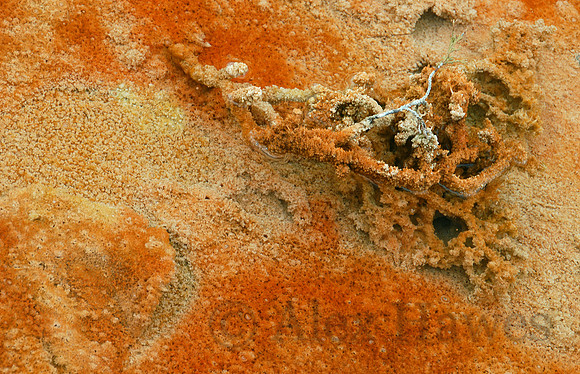 Detail of Midway Geyser Basin, Yellowstone National Park, Wyoming
