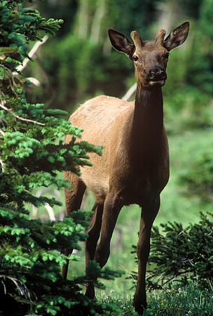 Young male elk, Rocky Mountain National Park, Colorado