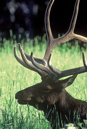Male elk, Yellowstone National Park, Wyoming