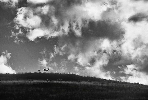 Pronghorn antelope, National Bison Range, Montana