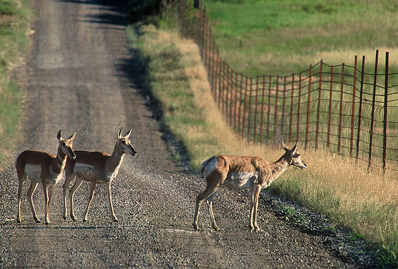 Pronghorn antelope, National Bison Range, Montana