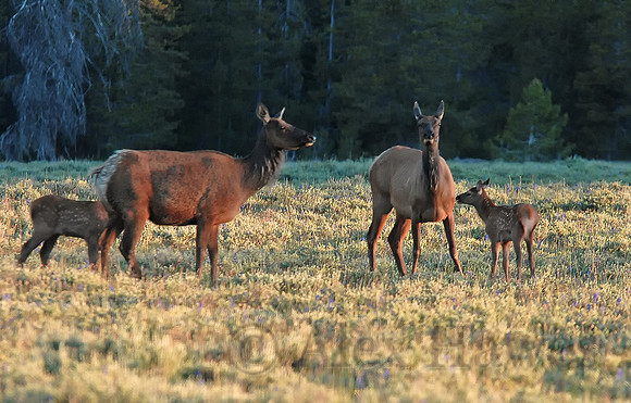 Mother elk and calves, Grand Teton National Park, Wyoming