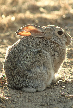 Black-tailed jackrabbit, Colorado