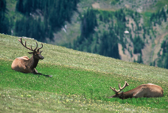 Male elk, Rocky Mountain National Park, Colorado