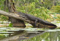 American alligator, Atchafalaya Swamp, Breaux Bridge, Louisiana