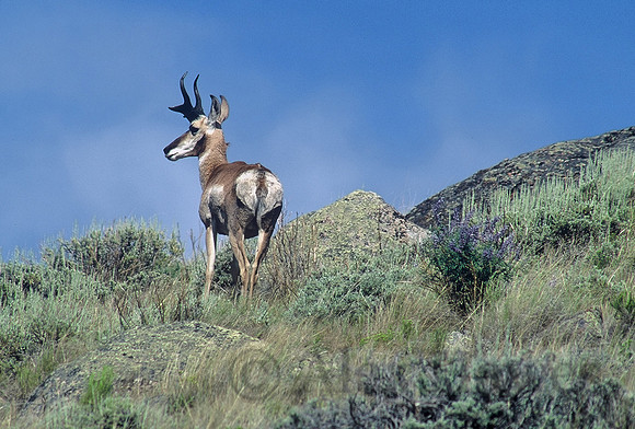Male pronghorn antelope, Fremont Lake, Wyoming