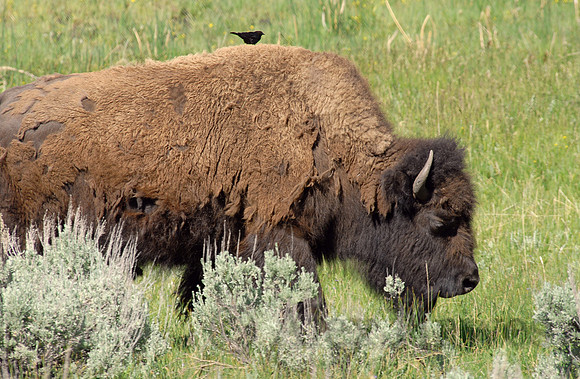 Bison and hitchhiking bird, Lamar Valley, Yellowstone National Park, Wyoming