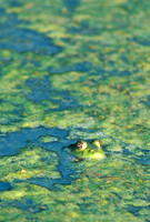 Bullfrog, Noanet Woodlands, Dover, Massachusetts