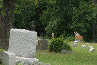 White-tailed deer in Riverside Cemetery, Hannibal, Missouri