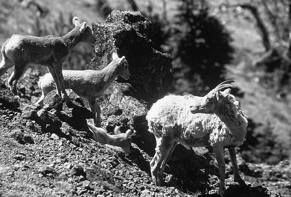 Bighorn sheep ewe and lambs, Mt. Washburn, Yellowstone National Park, Wyoming
