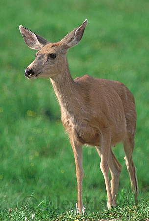 Mule deer fawn, Rocky Mountain National Park, Colorado