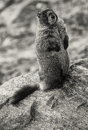 Yellow-bellied marmot, Rocky Mountain National Park, Colorado