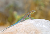 Common side-blotched lizard, floor of Grand Canyon, Arizona
