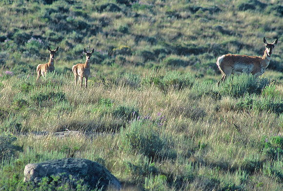 Pronghorn antelope mother with twin fawns, Fremont Lake, Wyoming