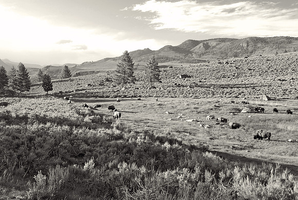 Bison, Lamar Valley,Yellowstone National Park, Wyoming