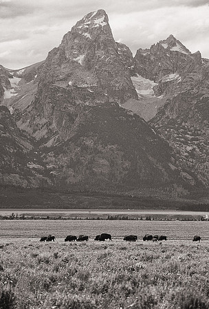Bison herd, Antelope Flats, Grand Teton National Park, Wyoming