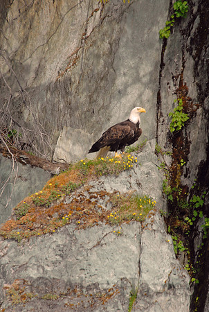 Bald eagle near Juneau, Alaska