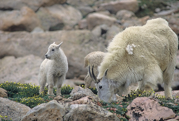 Mountain goat kids and nanny, Mount Evans, Colorado