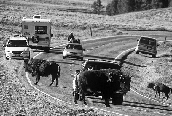 Bison causing traffic in Yellowstone National Park, Wyoming