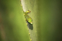 Day gecko, Perinet Special Reserve in Andasibe National Park, Madagascar
