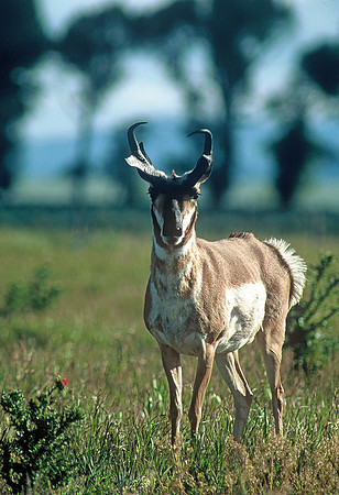 Male pronghorn antelope, Antelope Flats, Grand Teton National Park, Wyoming
