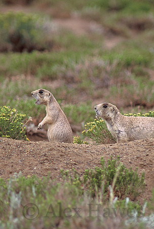 White-tailed prairie dogs, Arapaho National Wildlife Refuge, Colorado