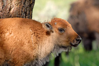 Bison calf, Yellowstone National Park, Wyoming