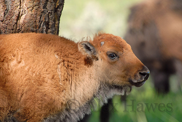 Bison calf, Yellowstone National Park, Wyoming