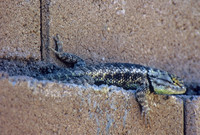 Desert spiny lizard, Tucson, Arizona
