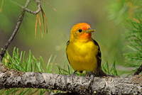 Western tanager, Grand Teton National Park, Wyoming