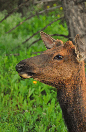 Young male elk, Mammoth Hot Springs, Yellowstone National Park, Wyoming