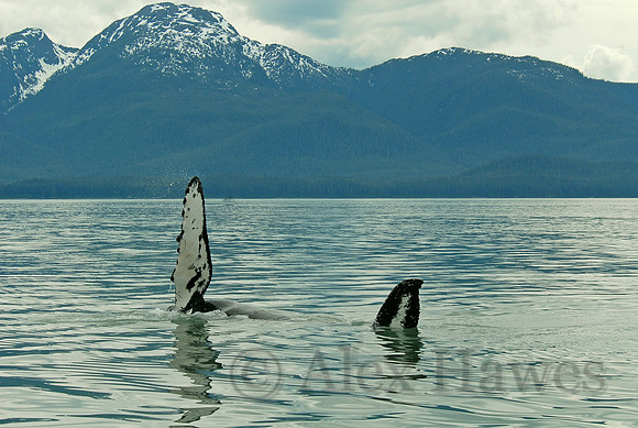 Humpback whale, Juneau, Alaska