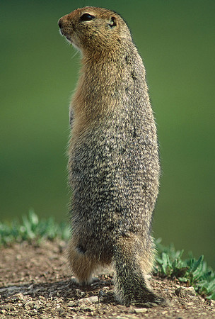 Arctic ground squirrel, Denali National Park, Alaska