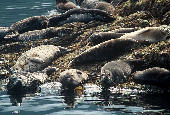 Harbor seals, Misty Fjords National Monument, Alaska