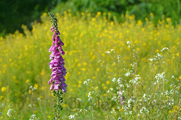 Lupine, Smith River, California