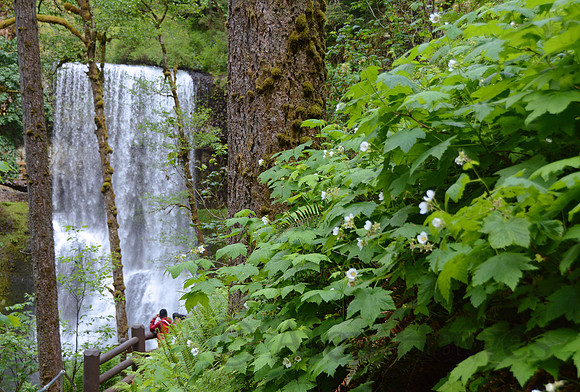 Silver Falls State Park, Oregon