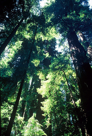 Henry Dowell Redwoods State Park, northern California
