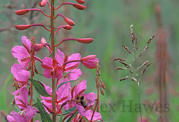 Fireweed, Denali National Park, Alaska