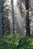 Samuel H. Boardman State Scenic Corridor, Oregn