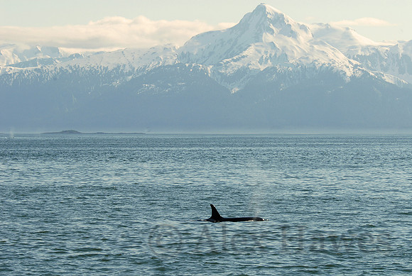 Humpback whale, Juneau, Alaska